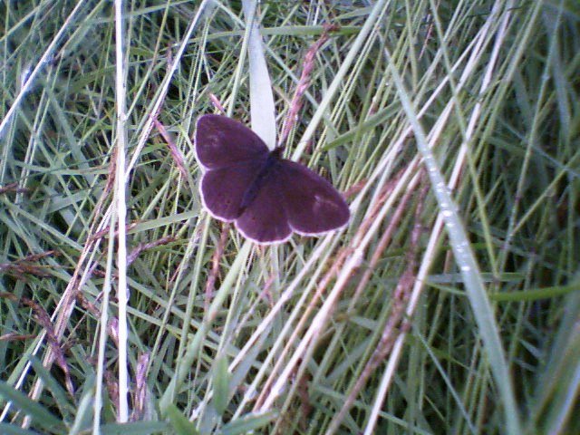 Ringlet.Barleyfield.23/6/07 by gwr