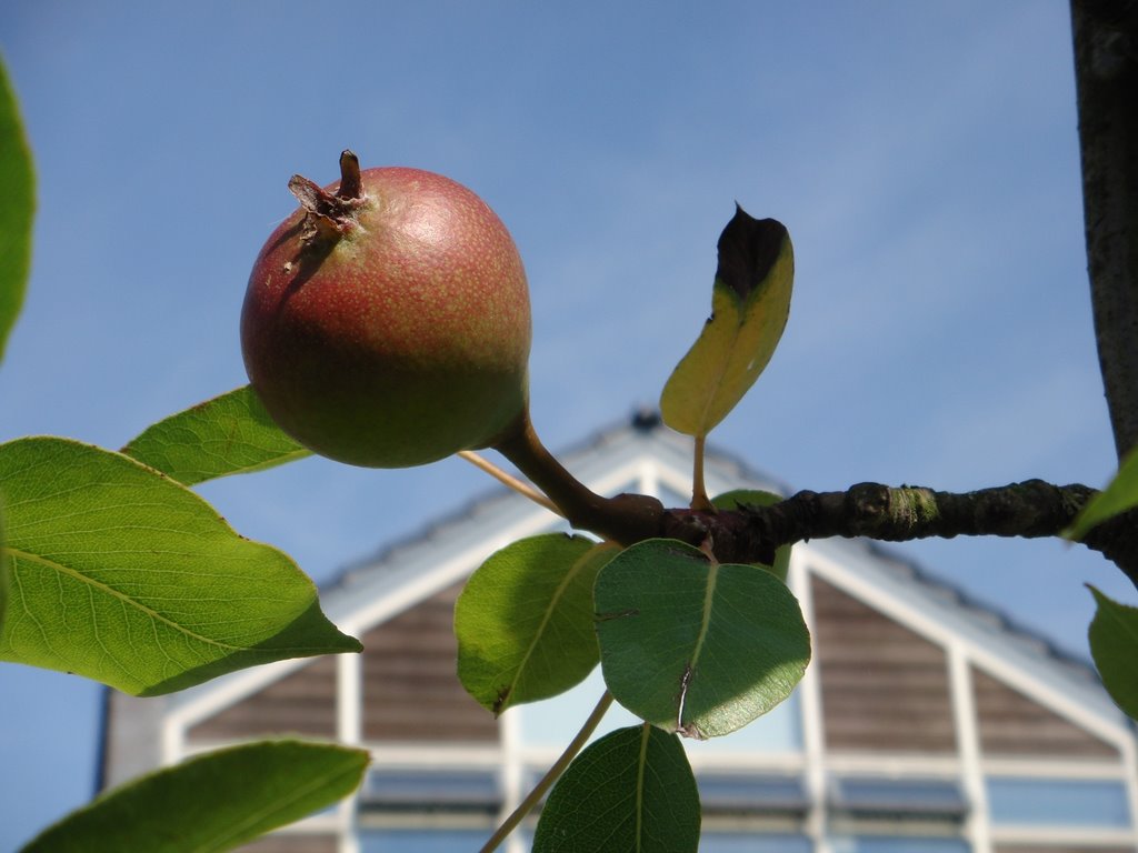 Fruit trees Bonairepier 11 by Mikel Hanekamp