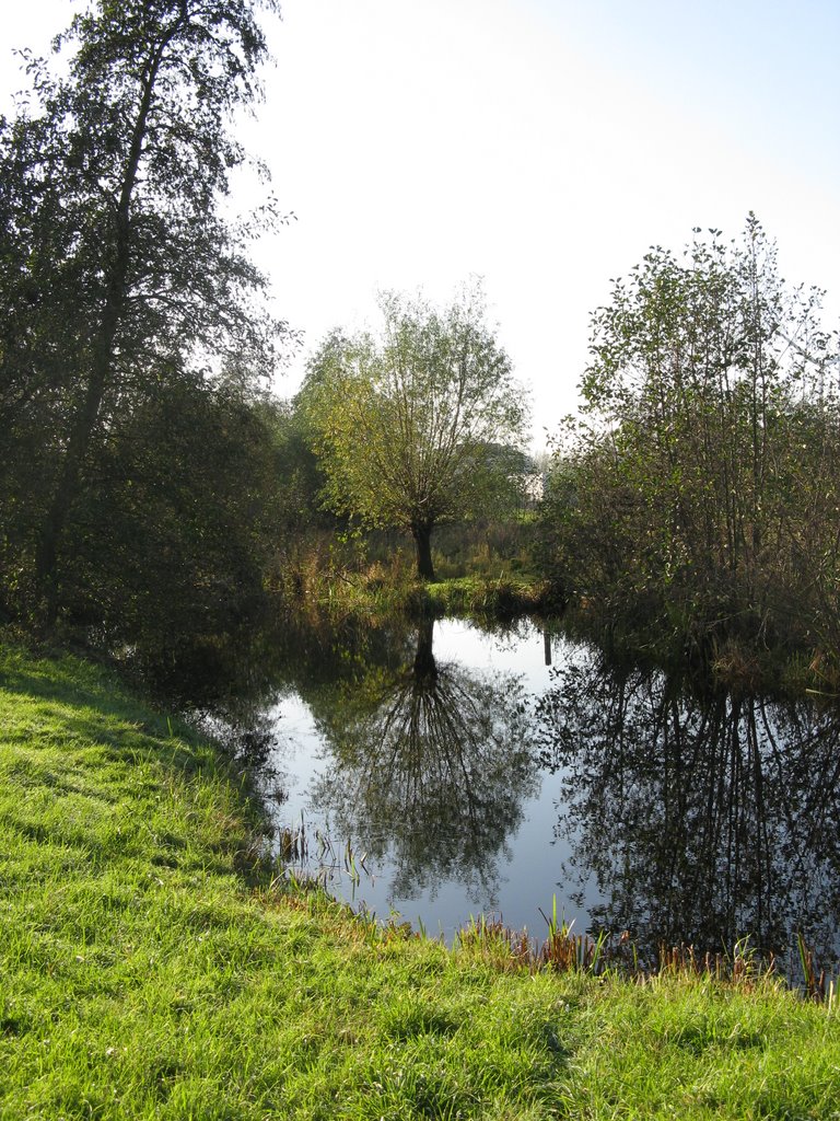 Boomspiegeling by Javerburg