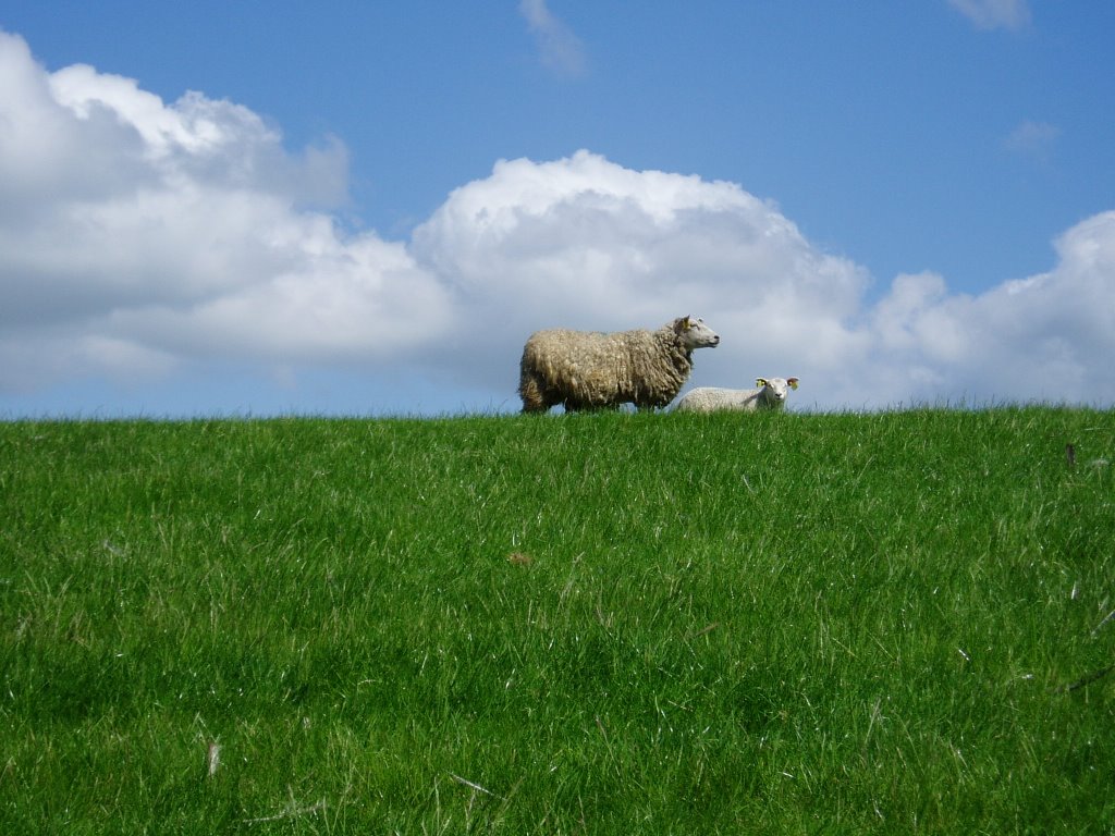 Zeedijk bij zurich friesland, bij afsluitdijk by manfred bosma