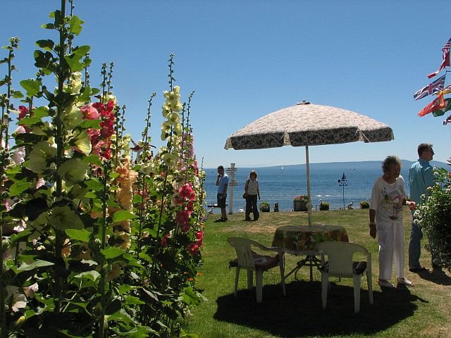 Hollyhocks on the beach, south Point Roberts by Nawitka