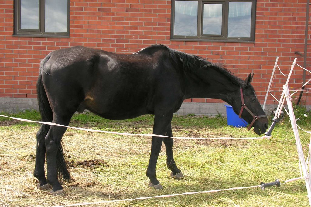 Tuomarinkartano stallions by K.Sundvall