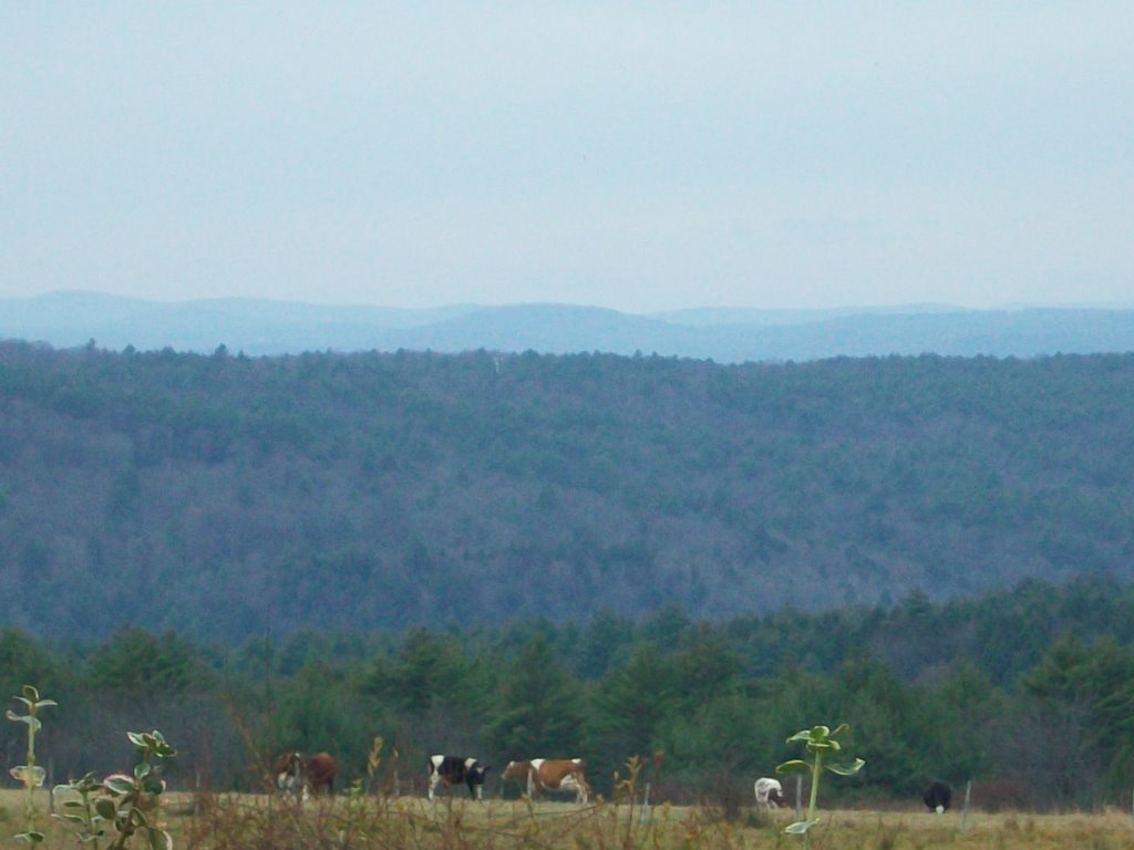 Cows & Green Mountians by D.Campbell