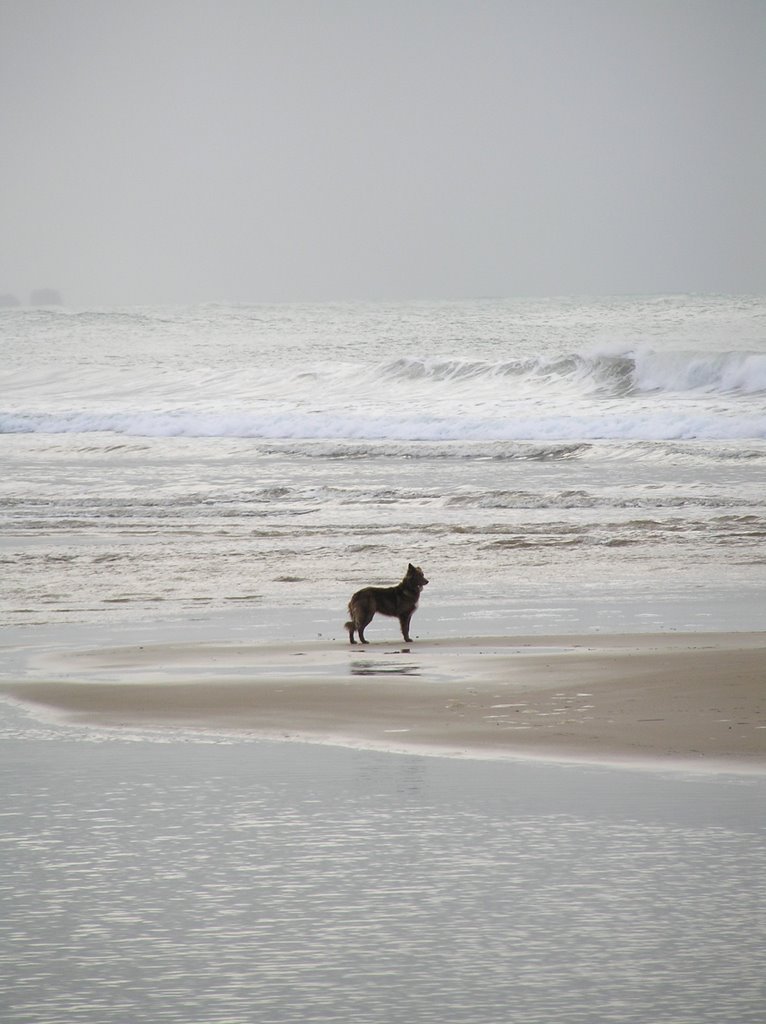 Brown dog's early morning walk at lorne by clancy of the overflow