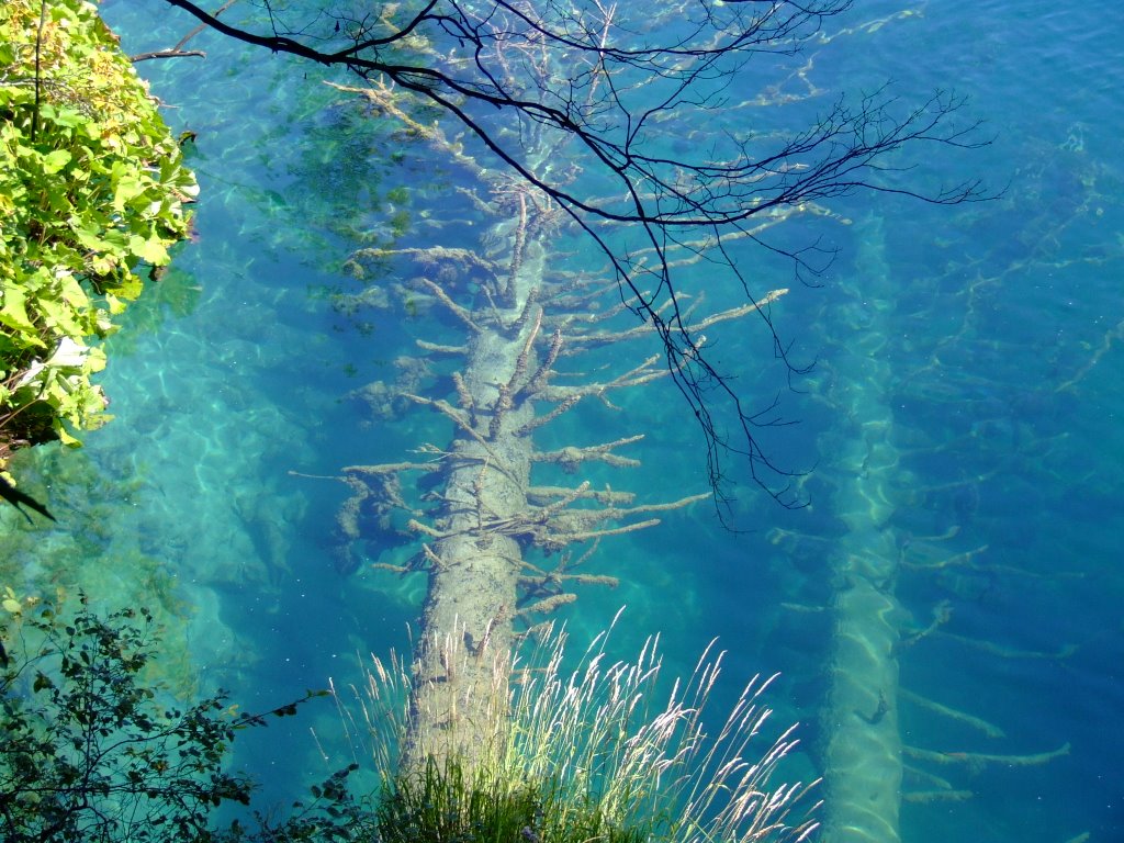 Water and arbor's by Beno Grychtolik