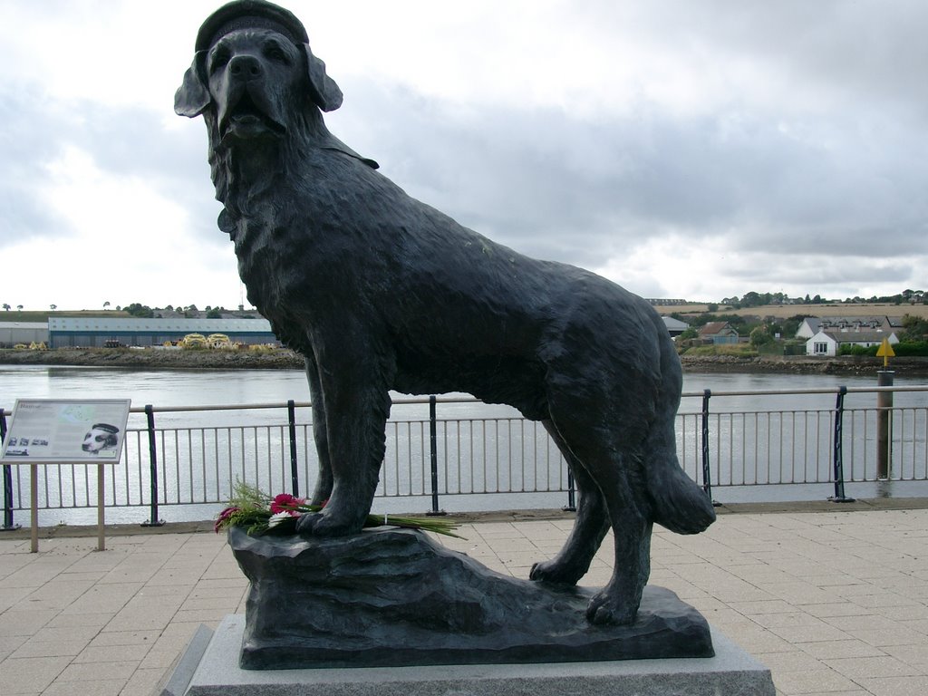 Bamse - Montrose Tayside Scotland by D&M Williams