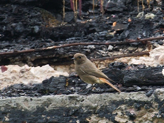 Black Redstart by Sanya_S