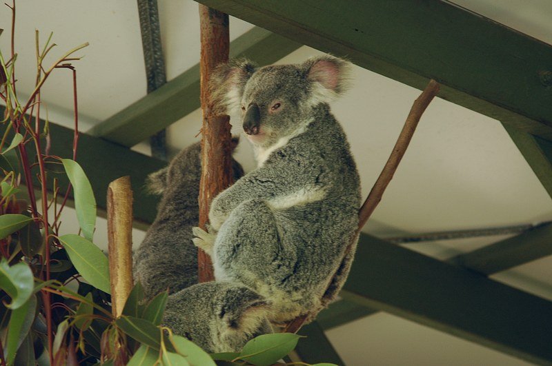 Lone Pine Koala Sanctuary by ysato