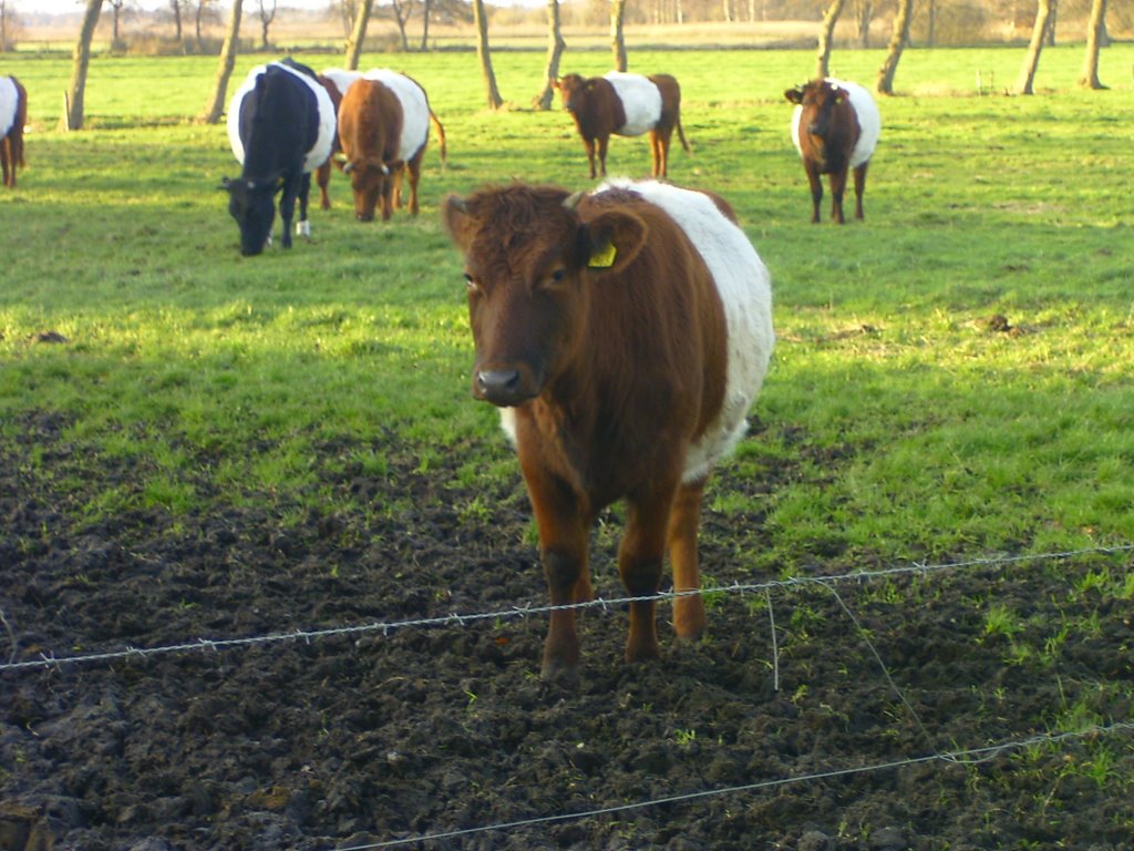 Nieuwsgierige koe by emrijnders