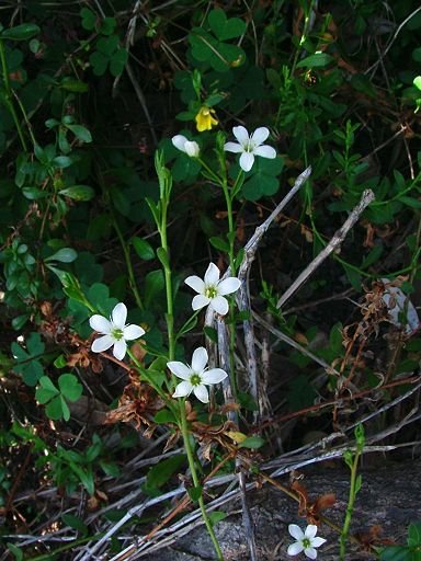 Samolus repens (Theophrastaceae) by Greg Steenbeeke