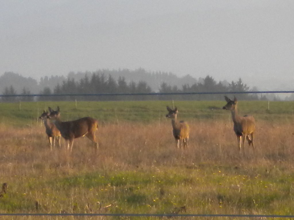 Black Tail Deer Table Bluff Loleta Ca by Winst1966