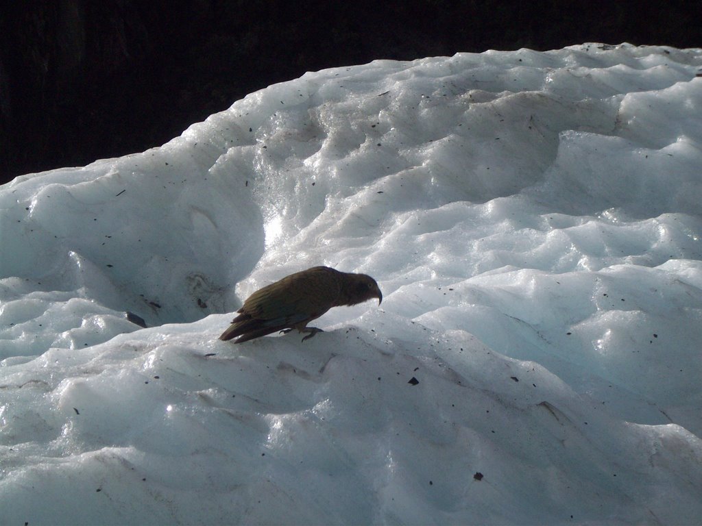 Alpine Parrot by Invictus Maneo