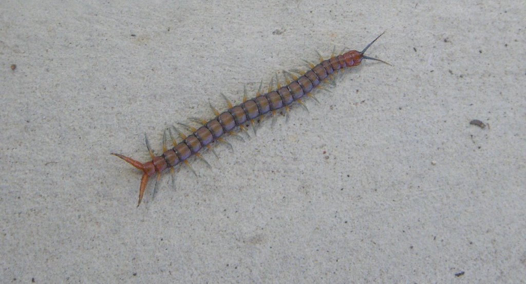 Large Centipede (1) by sugarbag1