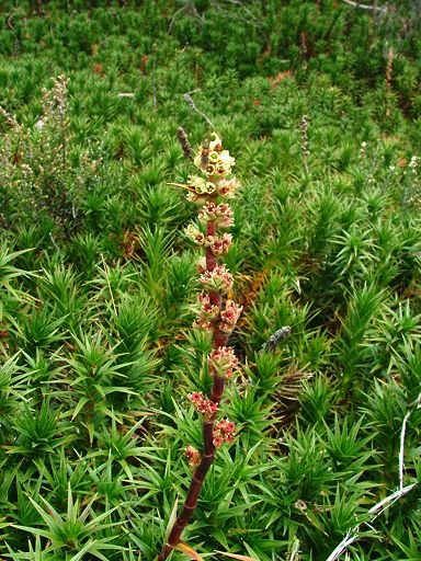 Richea continentis (Epacridaceae) by orkology by Greg S