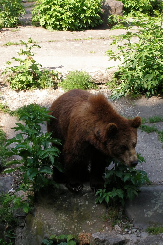 Chorzowskie ZOO by dareczekc