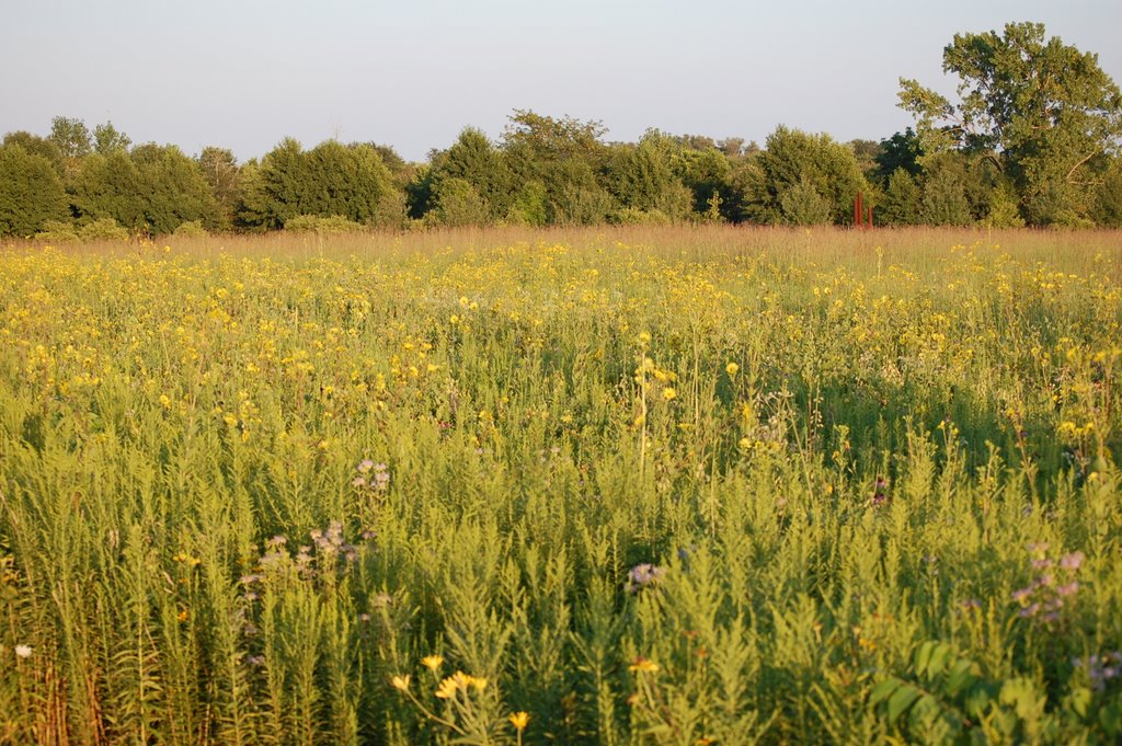 Meadowbrook Park - Urbana, Illinois by neaveill