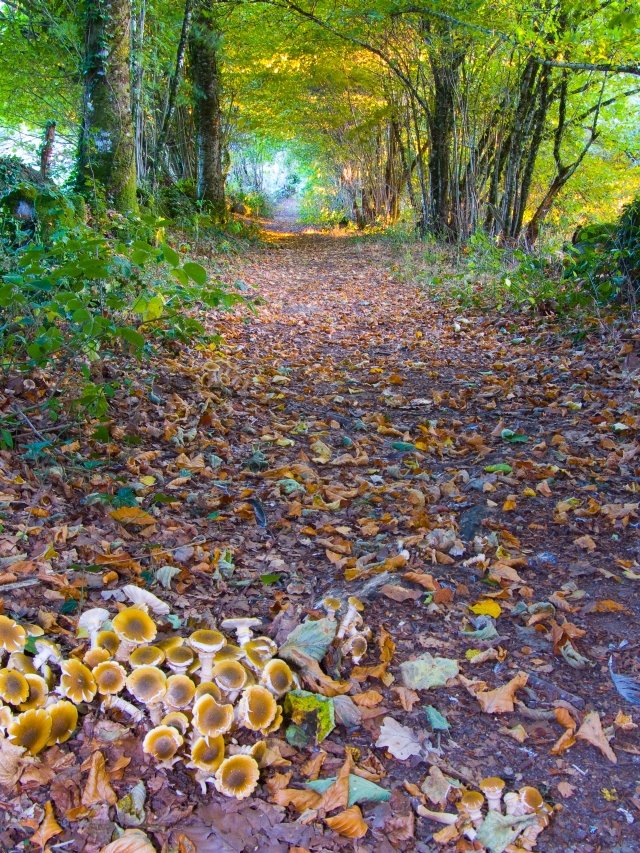 Woodland fungi by Hagey