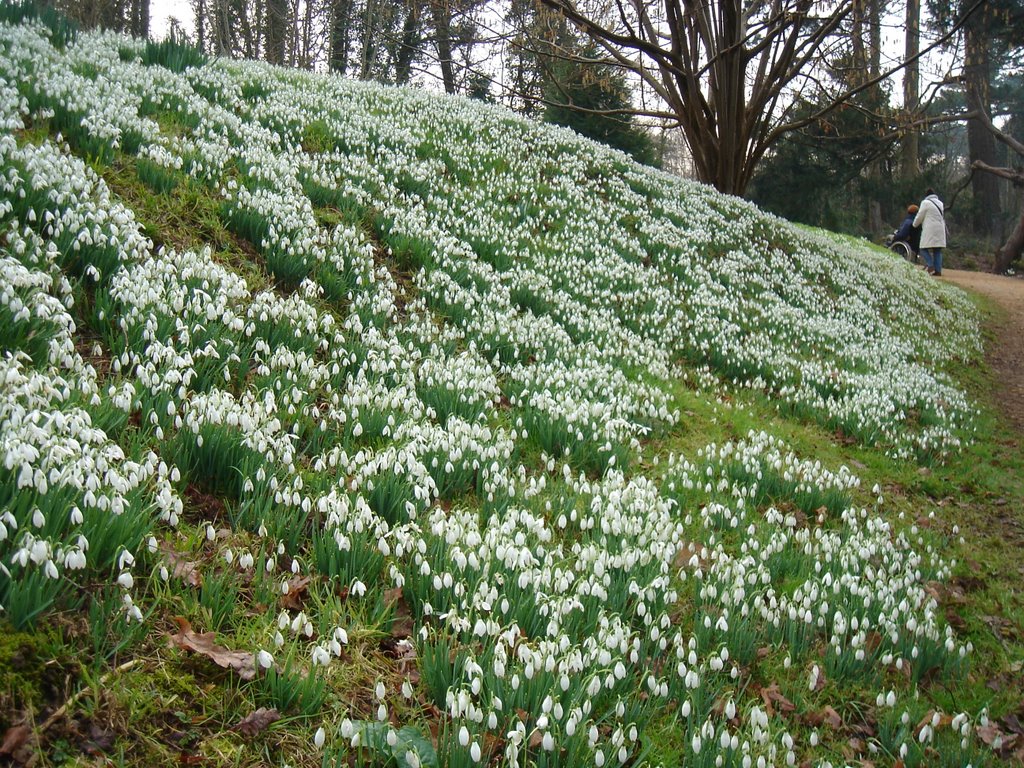 Snowdrops at Kingston Lacy by Martin Watts