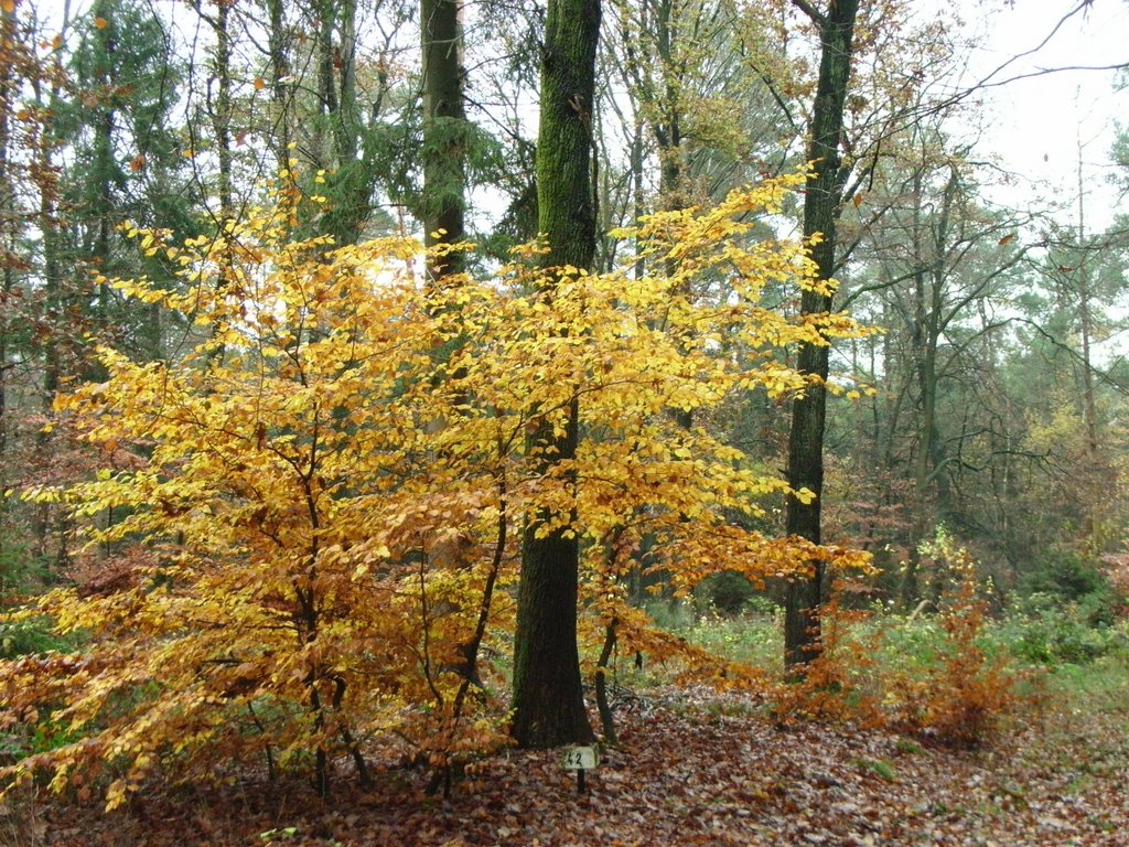 Herbst Idylle by Bernd Tschackert