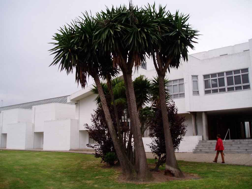 Yucca Elephantipes by kiwaho