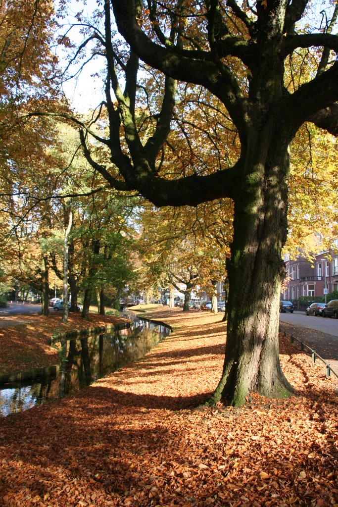 Herfstbeeld van het Wilhelminapark aan de Koningslaan by Carl030nl