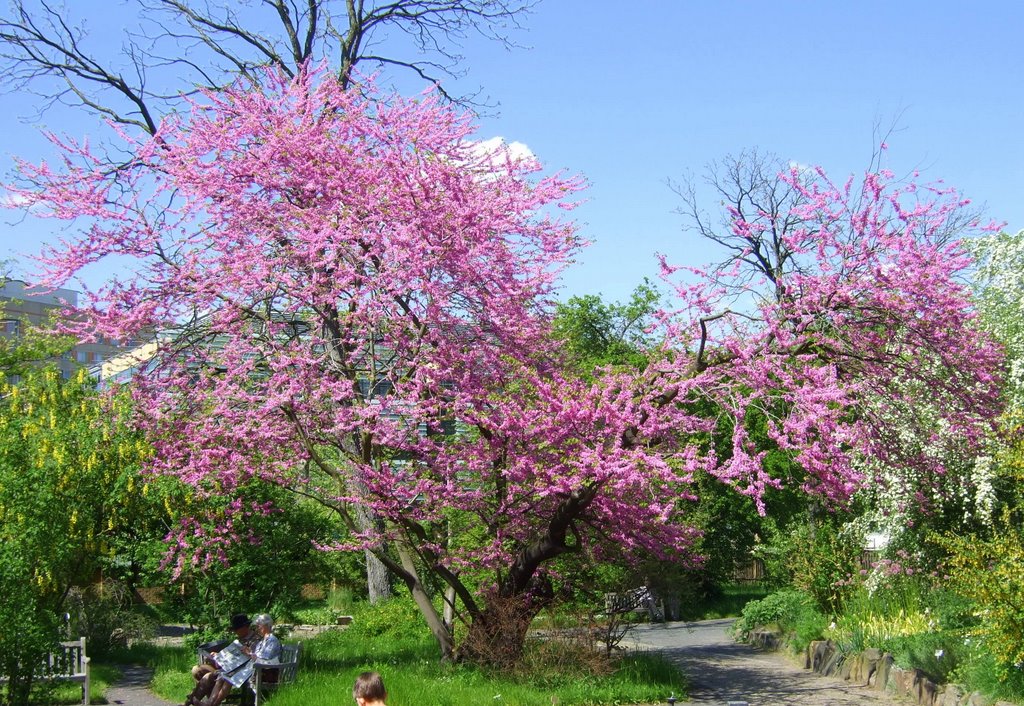 Judasbaum im botanischen Garten by schildberg2