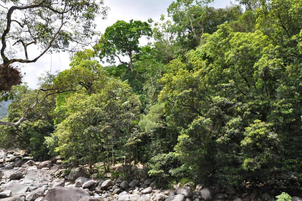 In the Mossman Gorge by Fritz77