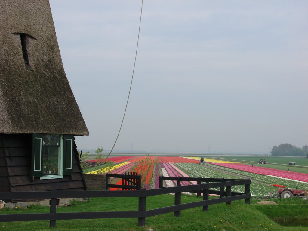 Tulips and a windmill by greenysstuff