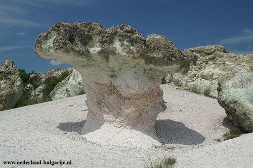 "Mushrooms" near beliplast by kencho