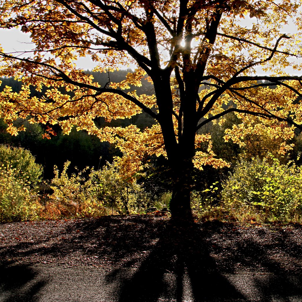 Arbre auvergnat, fin Octobre by Pom-Panoramio? YES !