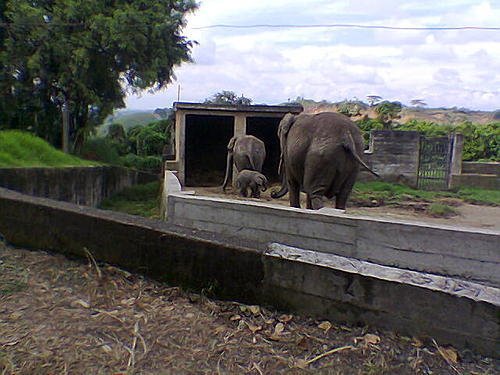 Zoo. matecana by Hector Hernando Romero