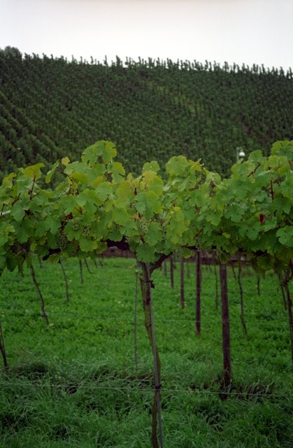 Vinyards, Trier, Germany by M. Nicolaes