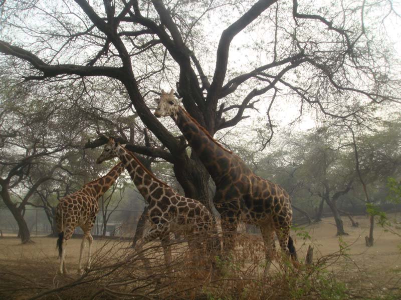 3 Giraffes by *S.Farooq Hammad*