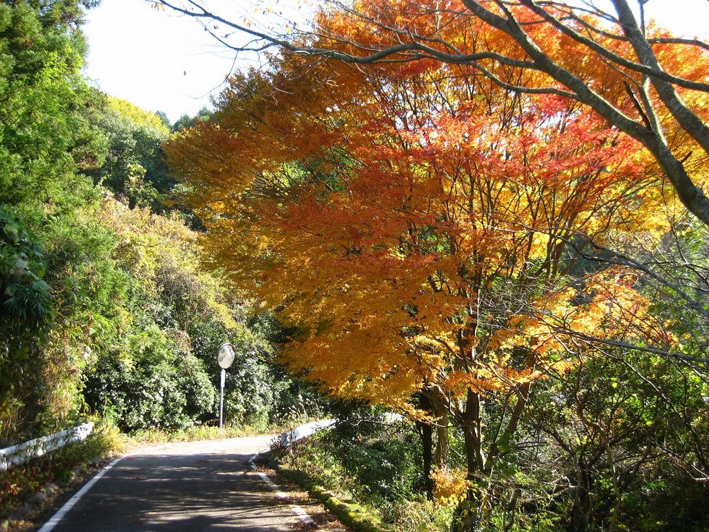 鵜崎の紅葉 by ヤマフヂ