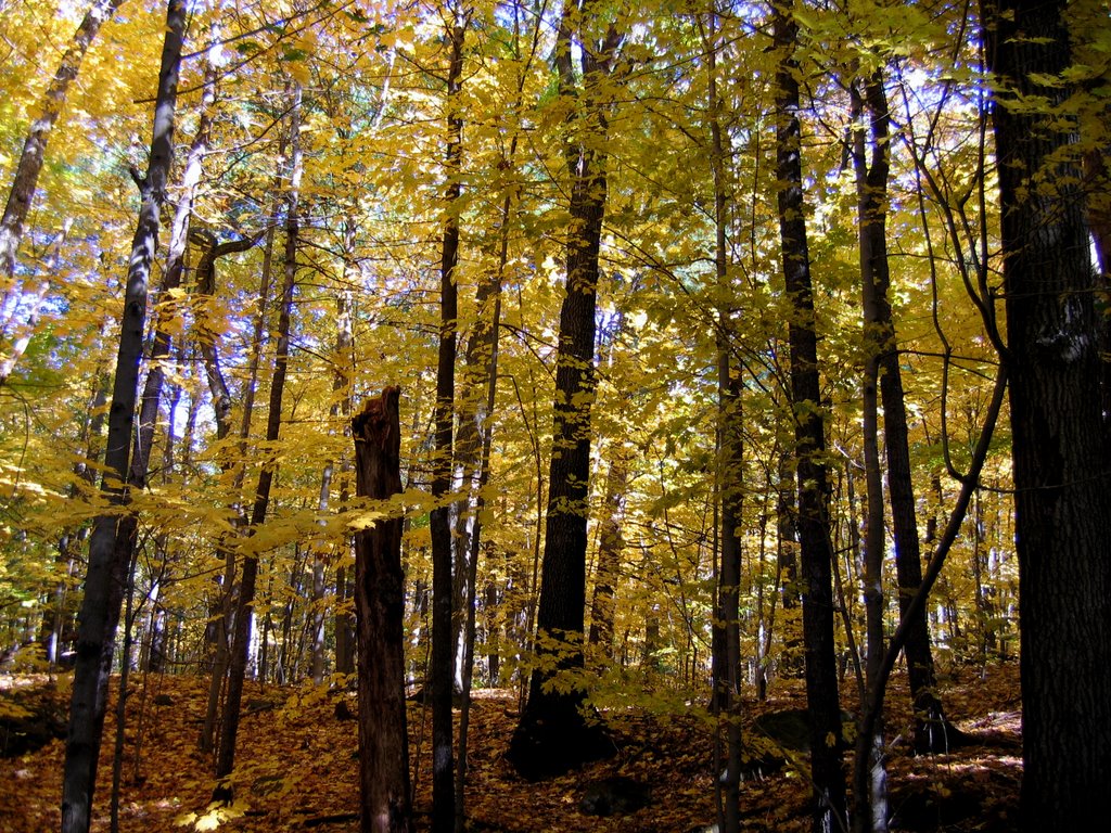 Middlesex Fells in fall near Cranberry Pool Path trailhead by michael.f.erwin