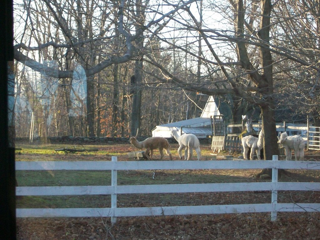 Colonial Hill Alpaca Farm, Petersham, Ma by D.Campbell