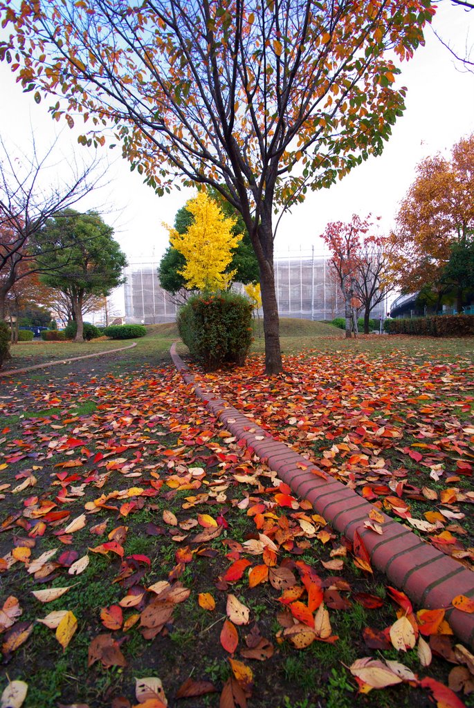 Scenery of autumn　on Nov.28 .2009 Tokyo by Matsubayashi