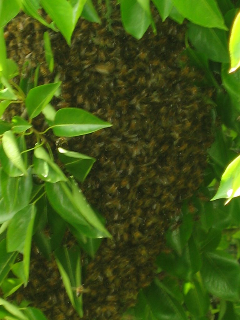 Them bees at Bourne End by oweri02