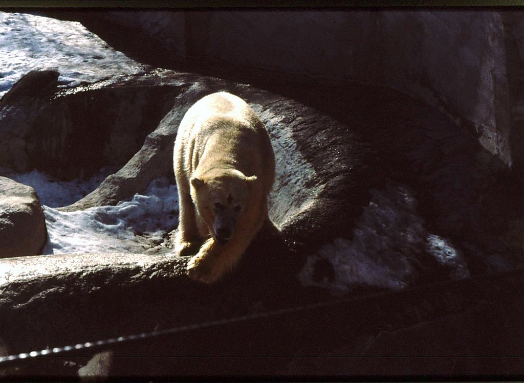 The Oldest Polar Bear in Assiniboine Park by jozsef nagy