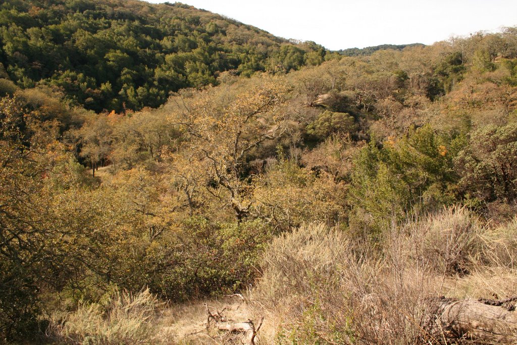 Looking west, up Baldy Ryan Creek by Edward Rooks