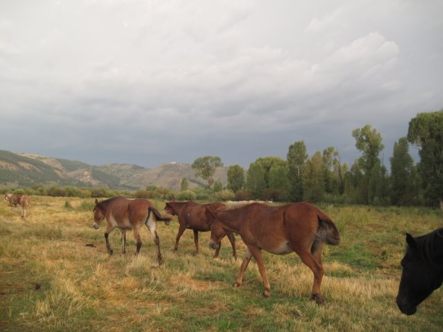 Headin out to feed by Ross Dean Mitchell .com