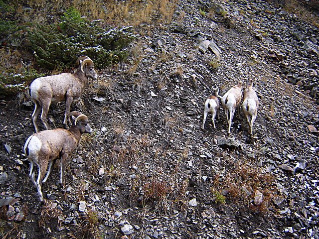 Big Horn Sheep by Ross Dean Mitchell .com