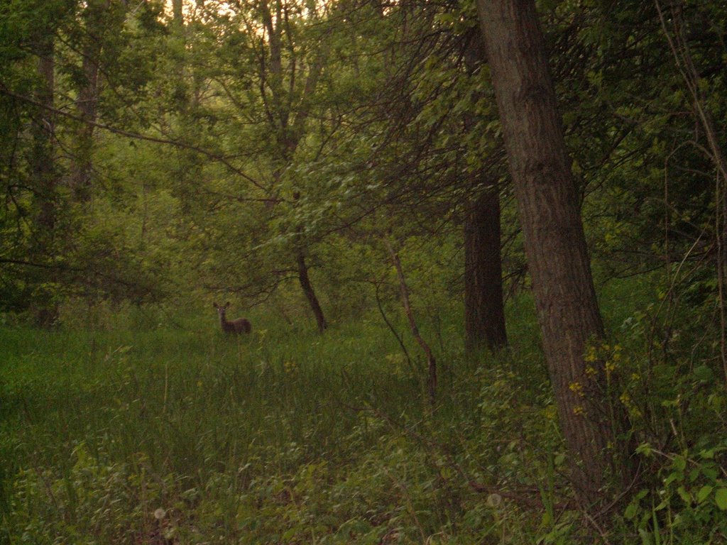 May 2006 - Minnetonka, Minnesota. Deer at sundown in Lone Lake Park. by BRIAN ZINNEL