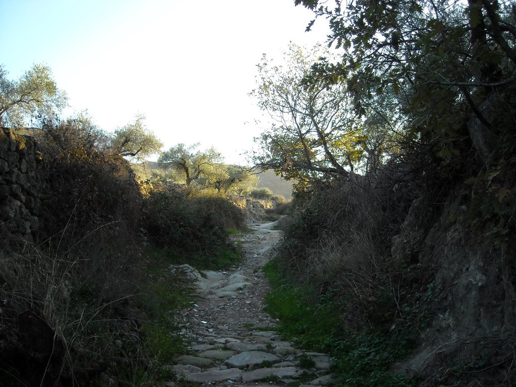 Camino entre muros de piedra y olivares a la salida del pueblo, hacia la sierra. Noviembre de 2009 by viajeroandaluz