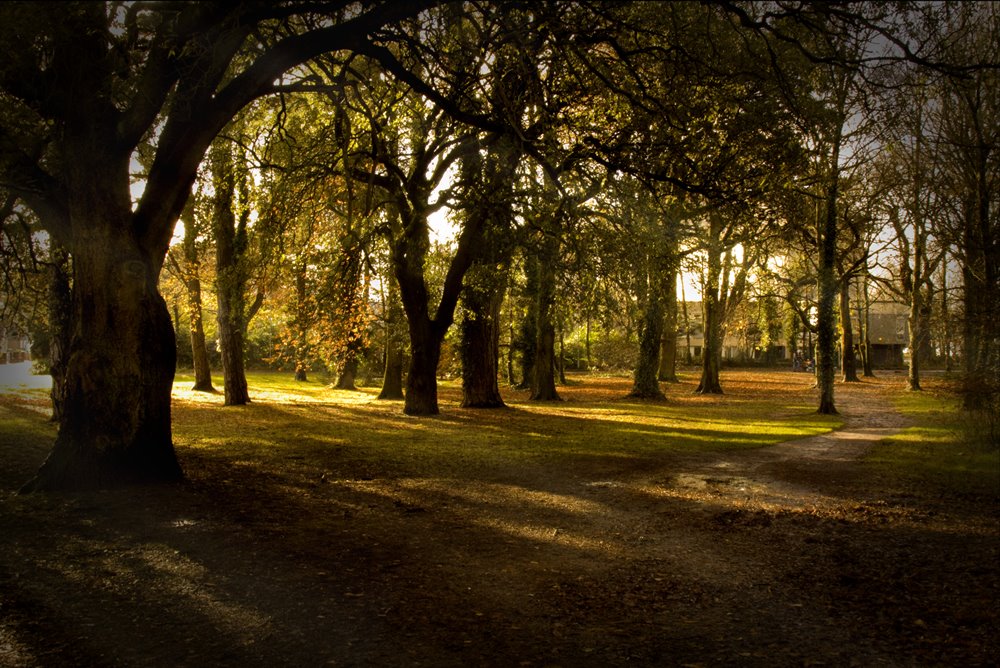 Heath Park Cardiff by Steve Porteous