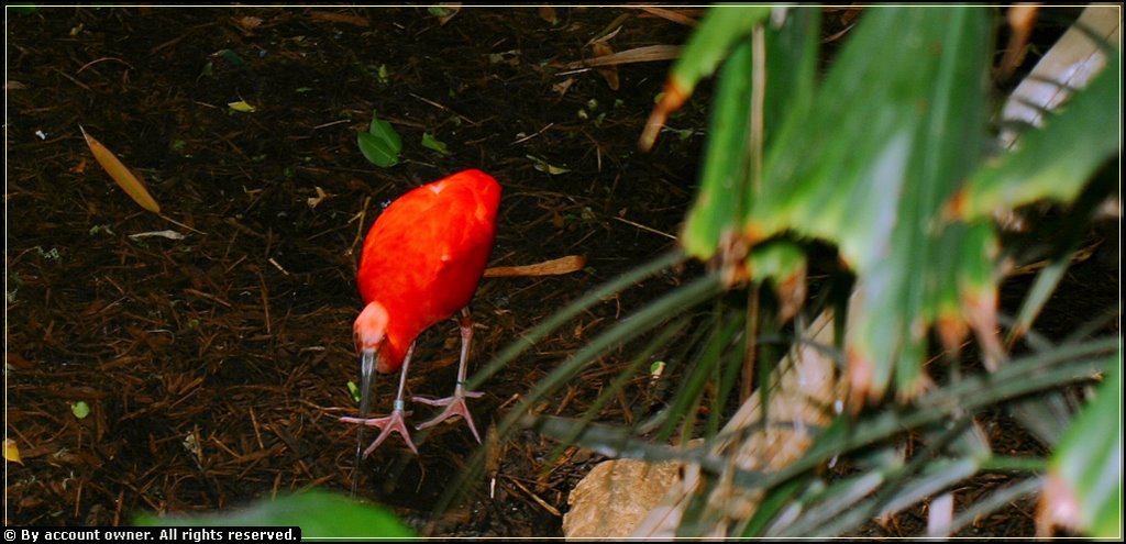 Ibis in the Tropic Zone, Central Park Zoo - NYC - 2003 by LuciaM