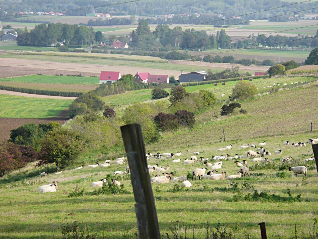 Moutons et brebis by pmap56