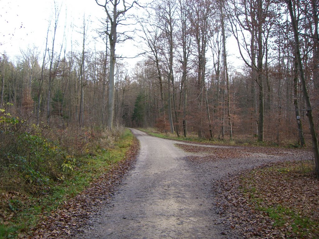 Kirchheimer Weg Abzweigung Schöllhauweg by Sauhag.de