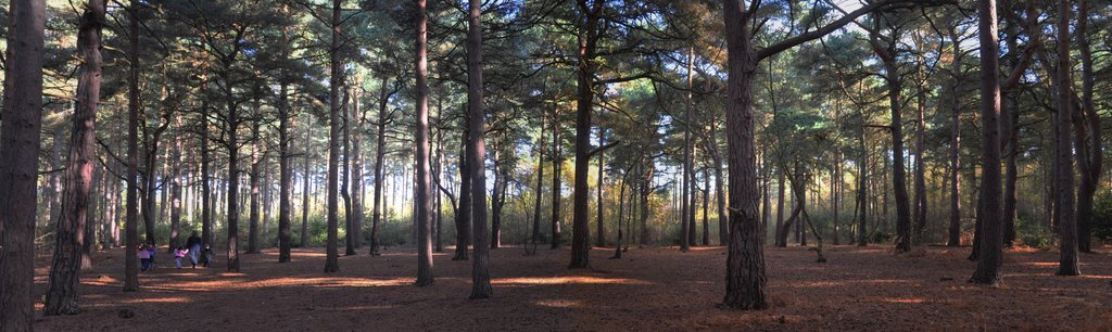 Simons Wood panorama by Andbag