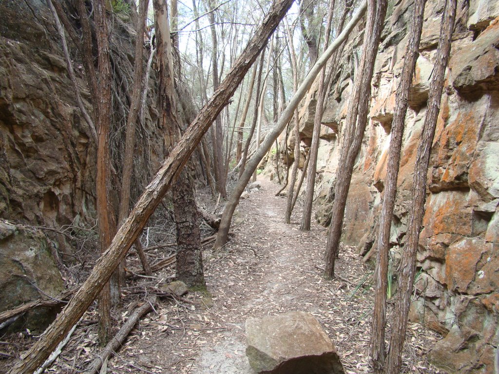 The Casuarina Cutting by marhleet